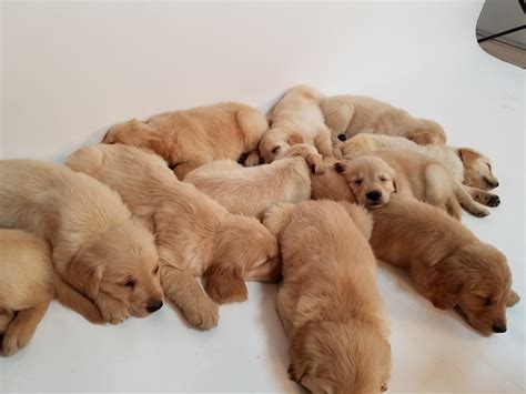 Female <strong>Golden Retrievers</strong> are usually smaller, weighing 55 to 65 pounds with heights of 21 to 22 pounds. . Golden retriever puppies az